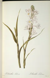 Polianthes Tuberosa, da 